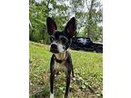 Oreo Blizzard-4390ga, Boston Terrier For Adoption In Maryville, Tennessee