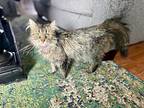 Peach, Domestic Longhair For Adoption In Kettering, Ohio