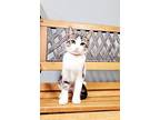 Kitten 25842 (petra), Domestic Shorthair For Adoption In Parlier, California