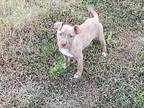Freedom, American Pit Bull Terrier For Adoption In Ola, Arkansas