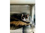 Pumpkin, Domestic Shorthair For Adoption In Sebastian, Florida