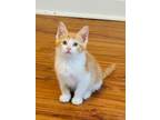 Adopt Waffle a Domestic Short Hair