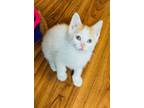 Adopt Pancake a Domestic Short Hair