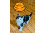 Adopt Noodle a Domestic Short Hair