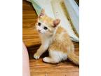 Adopt Toasty a Domestic Short Hair