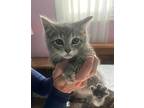 Debbie (24-122 C), Domestic Shorthair For Adoption In Saint Johns, Michigan