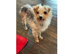Adopt Georgie a Yorkshire Terrier