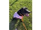 American Honey, Labrador Retriever For Adoption In St Louis, Missouri