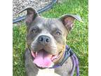 Glen - Foster Or Adopt Me!, American Staffordshire Terrier For Adoption In Lake
