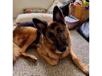 Adopt Miles a German Shepherd Dog
