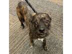 Adopt Chorizo a Cairn Terrier