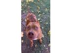 Teddy, American Pit Bull Terrier For Adoption In Phoenix, Arizona