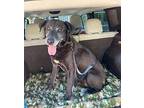 Pops, Labrador Retriever For Adoption In Maysville, Kentucky
