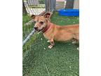 Rosie Red, Dachshund For Adoption In Papillion, Nebraska