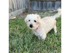 Adopt Boo a Poodle
