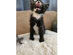 Archie, Domestic Shorthair For Adoption In Twin Falls, Idaho