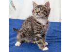 Adopt Cooper a Domestic Short Hair