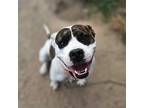 Dory, Terrier (unknown Type, Small) For Adoption In Darlington, South Carolina