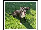 Anise, Jack Russell Terrier For Adoption In Winchester, California
