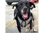Abi, Labrador Retriever For Adoption In Incline Village, Nevada