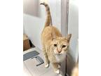 Carmen, Domestic Shorthair For Adoption In Estherville, Iowa