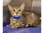 Adopt BB a Domestic Short Hair