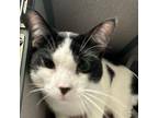 Adopt Bucky a Domestic Short Hair