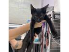 Adopt Sage a Domestic Short Hair