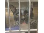 Adopt Loki Loki a Domestic Short Hair