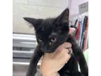 Adopt Bobbi a Domestic Short Hair