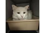 Adopt Bo a Domestic Long Hair