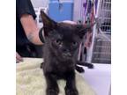 Adopt Thyme a Domestic Short Hair