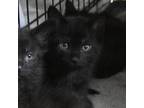 Adopt Muggs a Domestic Short Hair