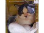 Adopt Mit a Domestic Short Hair