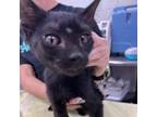 Adopt Basil a Domestic Short Hair