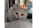 Adopt Honey Drop a Domestic Short Hair