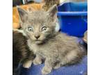 Adopt Atlas a Domestic Short Hair