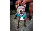 Adopt Gunnar a Pit Bull Terrier
