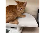 Adopt Theodore 24-06-155 a Domestic Short Hair