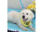 Adopt Tahoe a Great Pyrenees, Akbash
