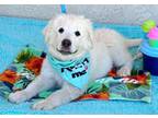 Adopt Denahli a Great Pyrenees, Akbash
