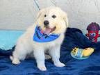 Adopt Aspen Snow a Great Pyrenees, Akbash