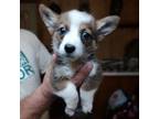 Adopt Scooby a Corgi