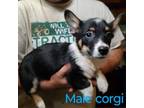 Adopt Shaggy a Corgi