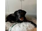 Adopt Odie a Black Labrador Retriever