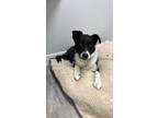 Adopt Seven a Border Collie