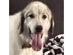Adopt Chinook a Great Pyrenees