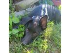 Adopt Morgan a Shepherd, Mixed Breed