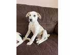 Adopt Forest a Husky, Great Pyrenees