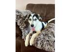 Adopt Finnegan a Husky, Great Pyrenees